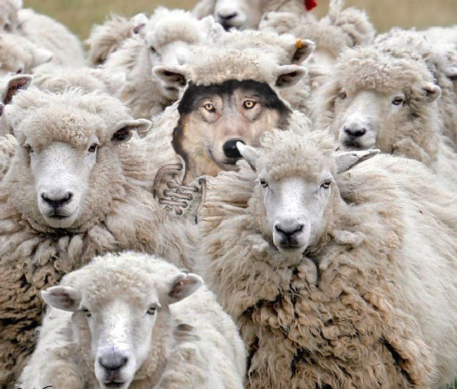 The Wolves are in the Sheepfold